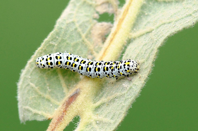 Identificazione bruco