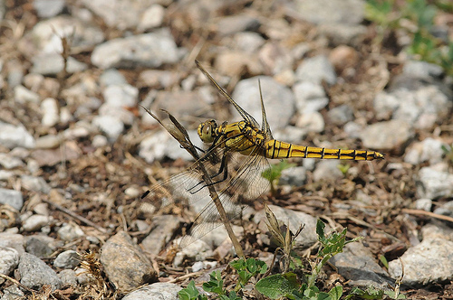 Identificazione odonata
