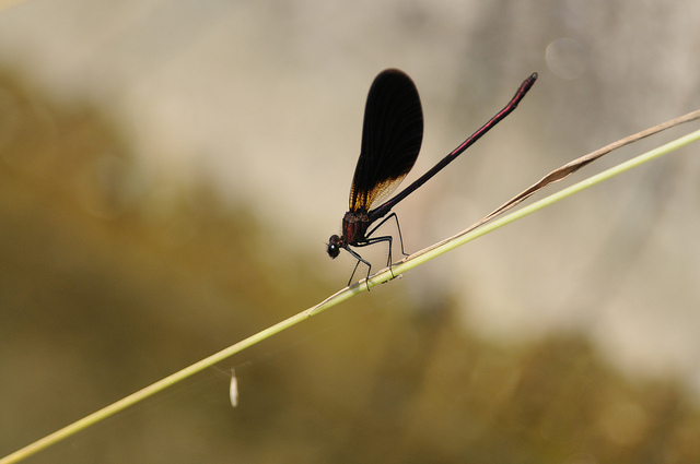 Calopteryx haemorrhoidalis? s! nuova per il Piemonte!