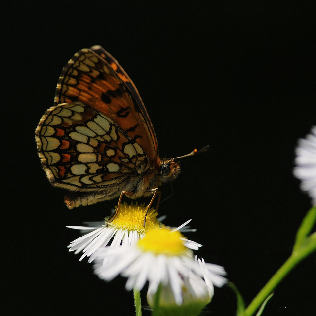 Quale Melitaea?