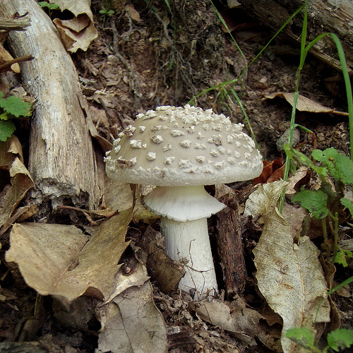 Amanita spissa?