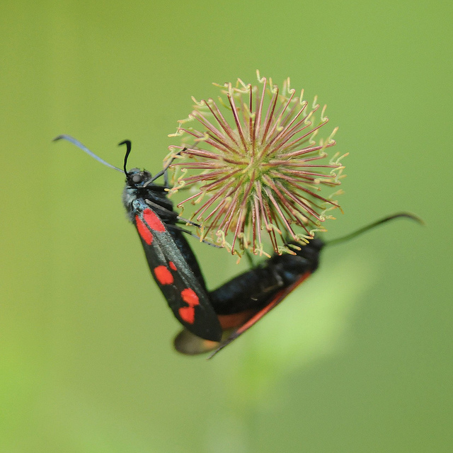 Zygaena filipendulae?