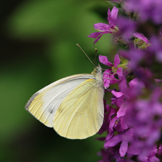 Pieris brassicae?