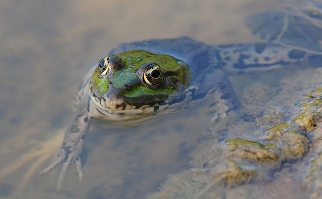 Identificazione rane - Pelophylax sp. (prov. Cuneo)