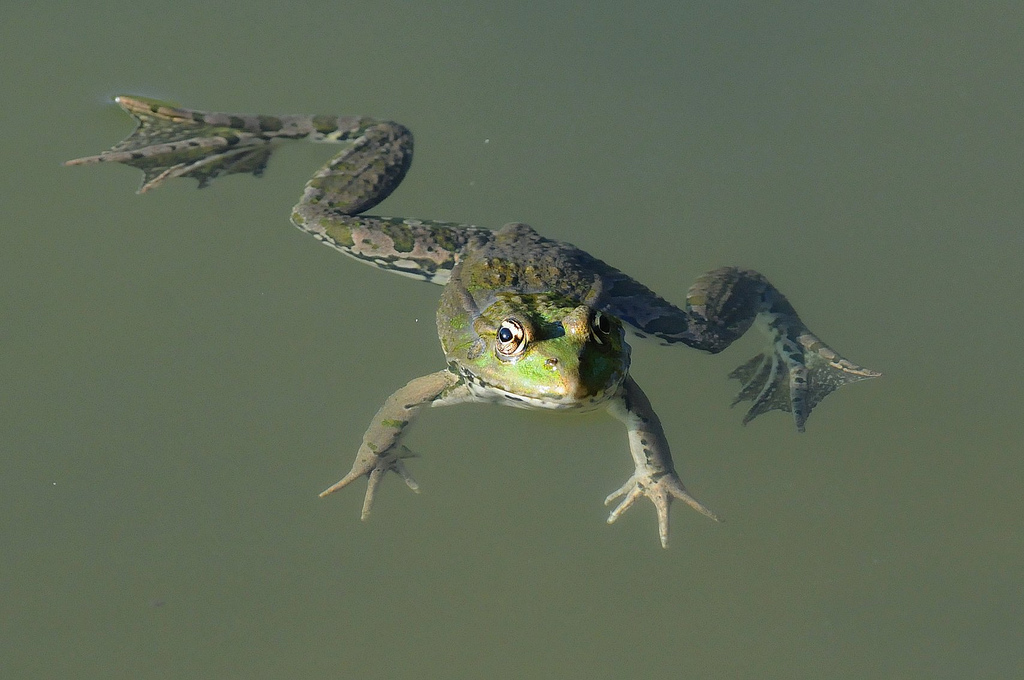 Identificazione rane - Pelophylax sp. (prov. Cuneo)