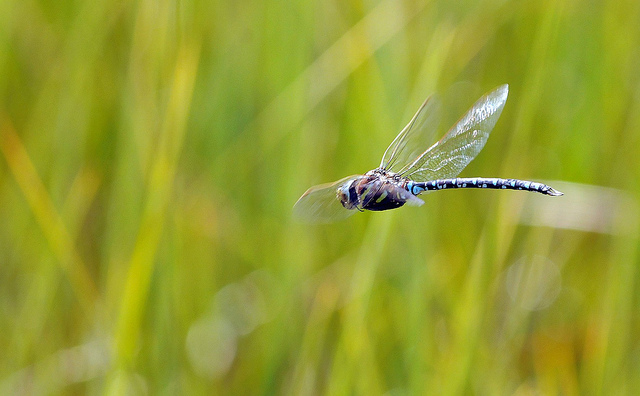 Aeshna juncea