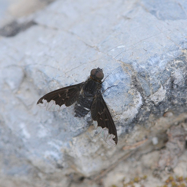 Hemipenthes velutina (Bombyliidae)