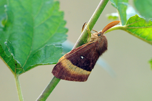 Identificazione lepidottero