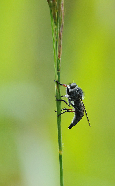 Identificazione Asilidae