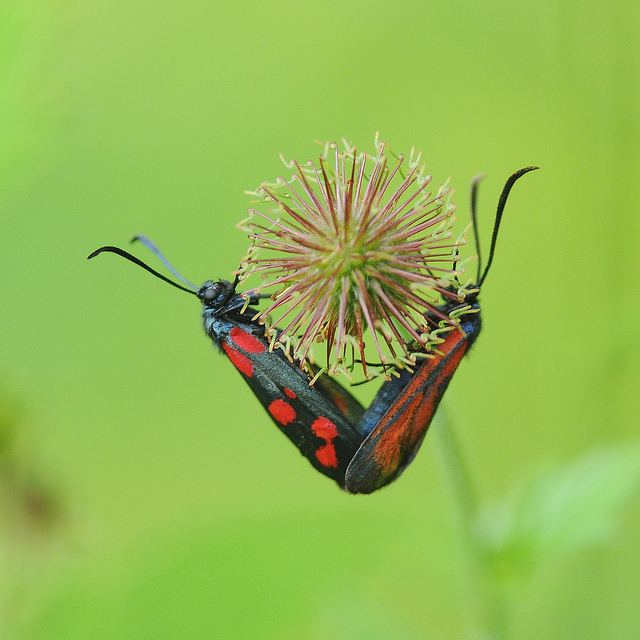 Zygaena filipendulae?