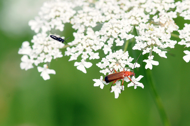 Rhagonycha fulva ?