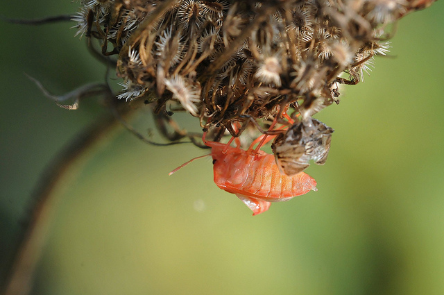 Metamorfosi - Graphosoma lineatum?