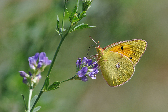 Colias crocea