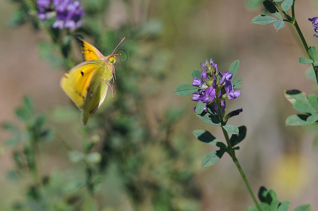 Colias crocea