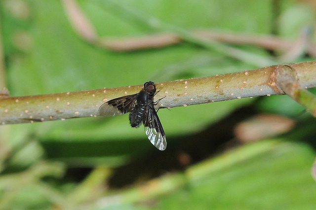 Hemipenthes morio (Bombyliidae)