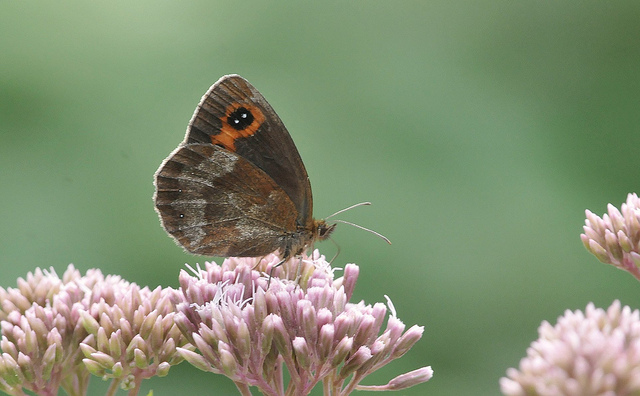 Erebia aethiops?