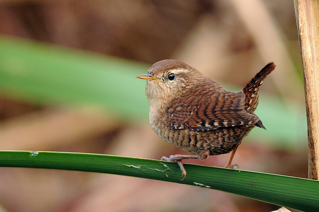 Scricciolo - Troglodytes troglodytes