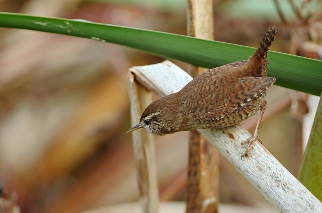 Scricciolo - Troglodytes troglodytes