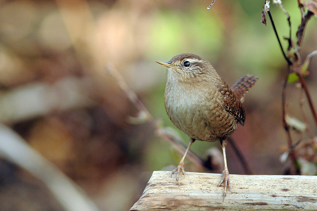 Scricciolo - Troglodytes troglodytes