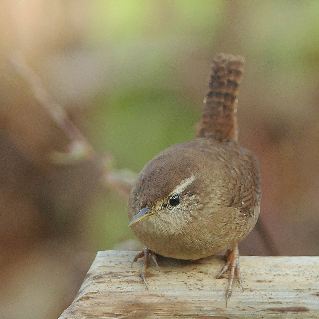 Scricciolo - Troglodytes troglodytes