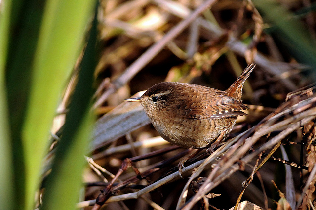 Scricciolo - Troglodytes troglodytes