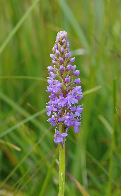 Gymnadenia conopsea