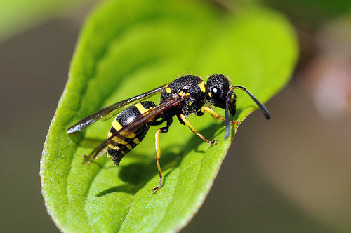 Ancistrocerus