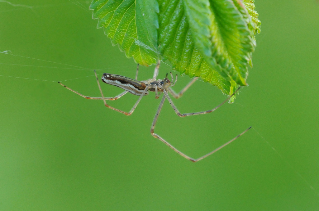 Tetragnatha sp. femmina