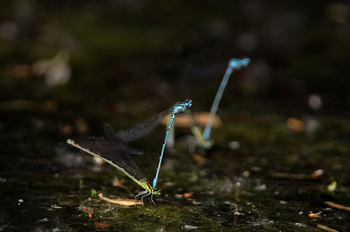 Coenagrion puella?