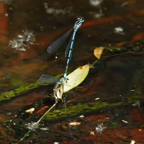 Coenagrion puella?