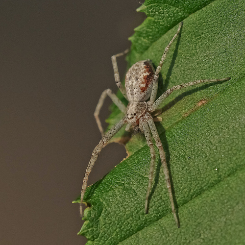 Philodromus sp.
