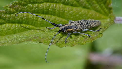 Agapanthia villosoviridescens?