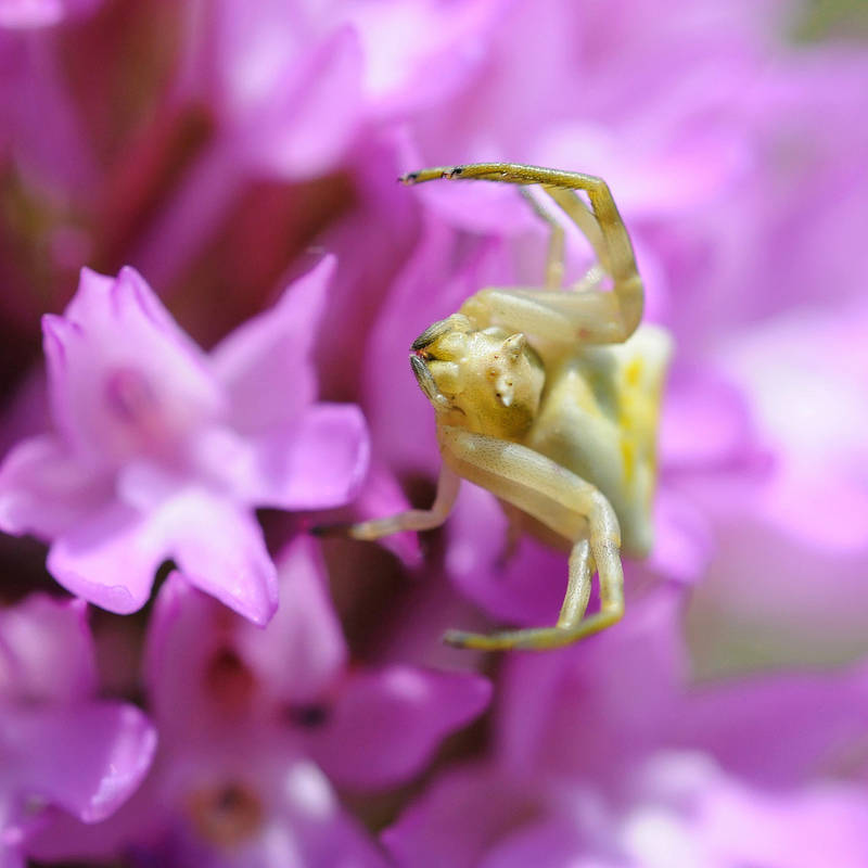 Thomisus onustus