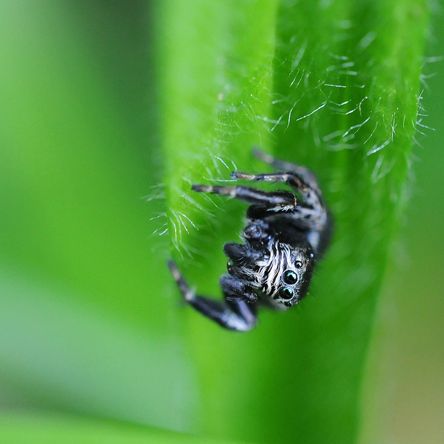 Evarcha arcuata