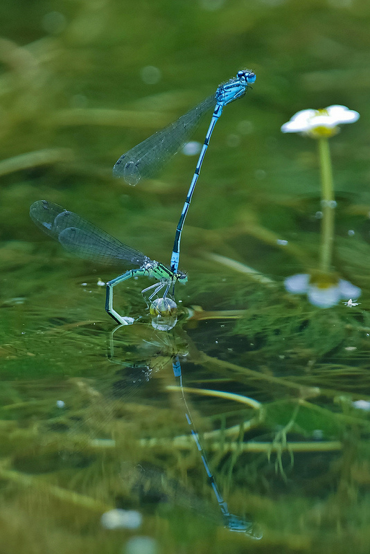 Coenagrion puella?