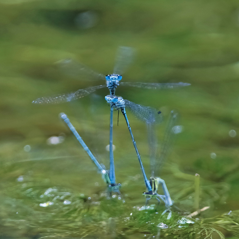 Coenagrion puella?