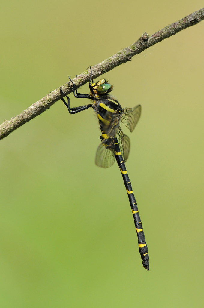 Cordulegaster boltonii