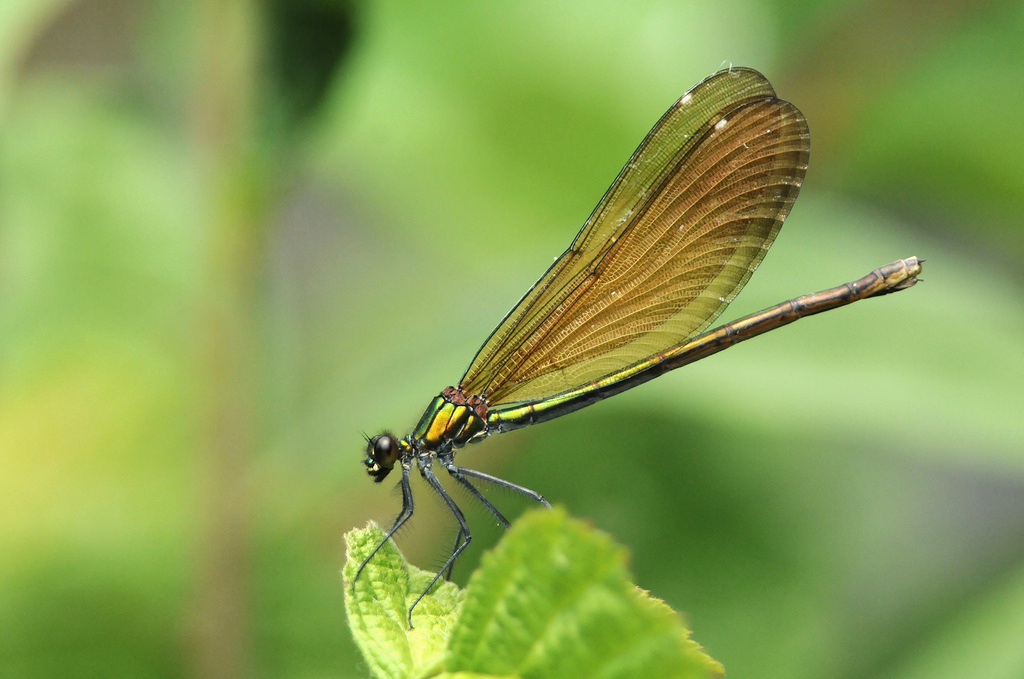 Calopteryx splendens femmina?