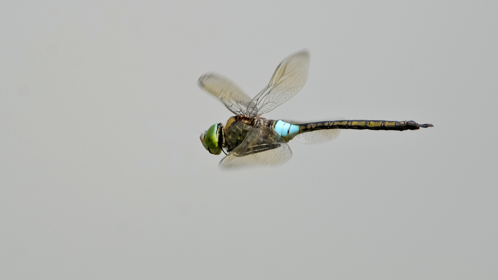 Anax partenope?