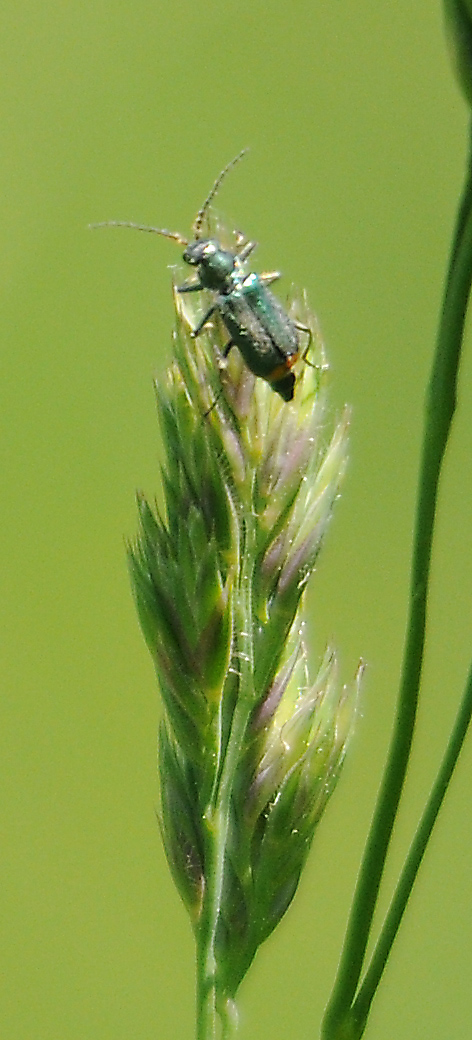 Cerambycidae?