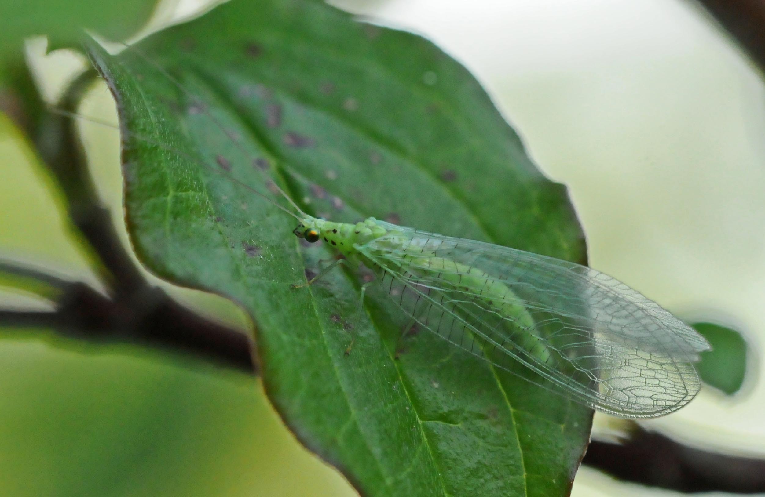 Quale Chrysoperla? No.  Dichochrysa mariana