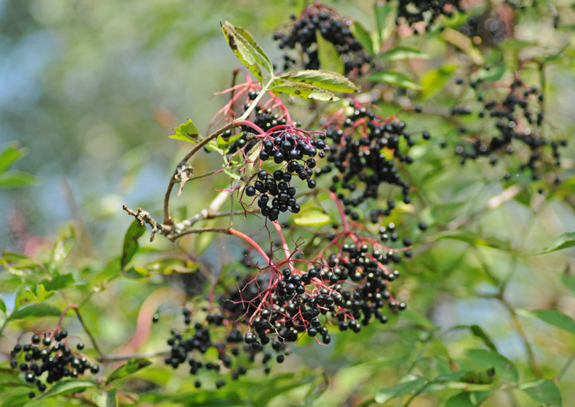 Sambucus nigra L.