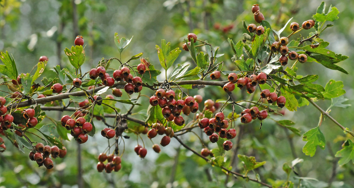 Crataegus monogyna