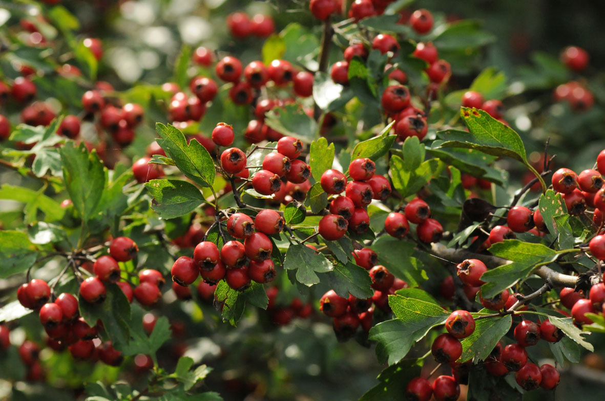 Crataegus monogyna