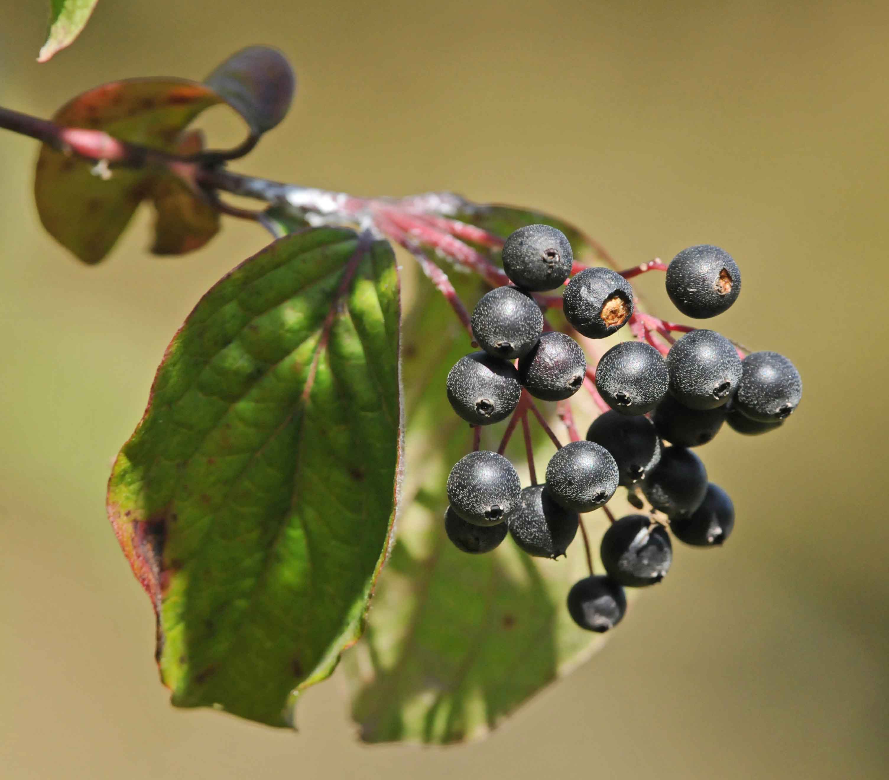 Viburnum tinus L. subsp. tinus
