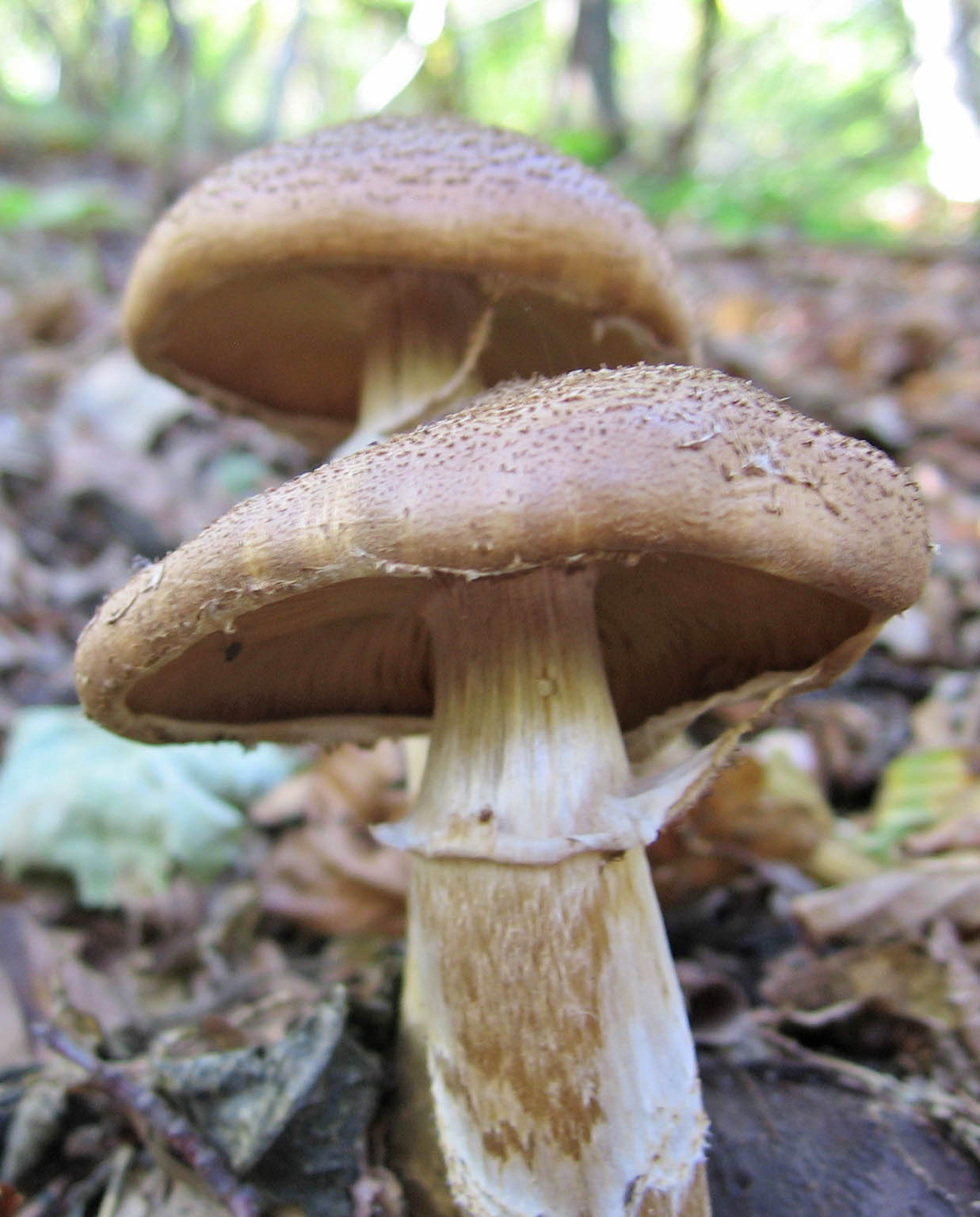 Armillariella mellea?