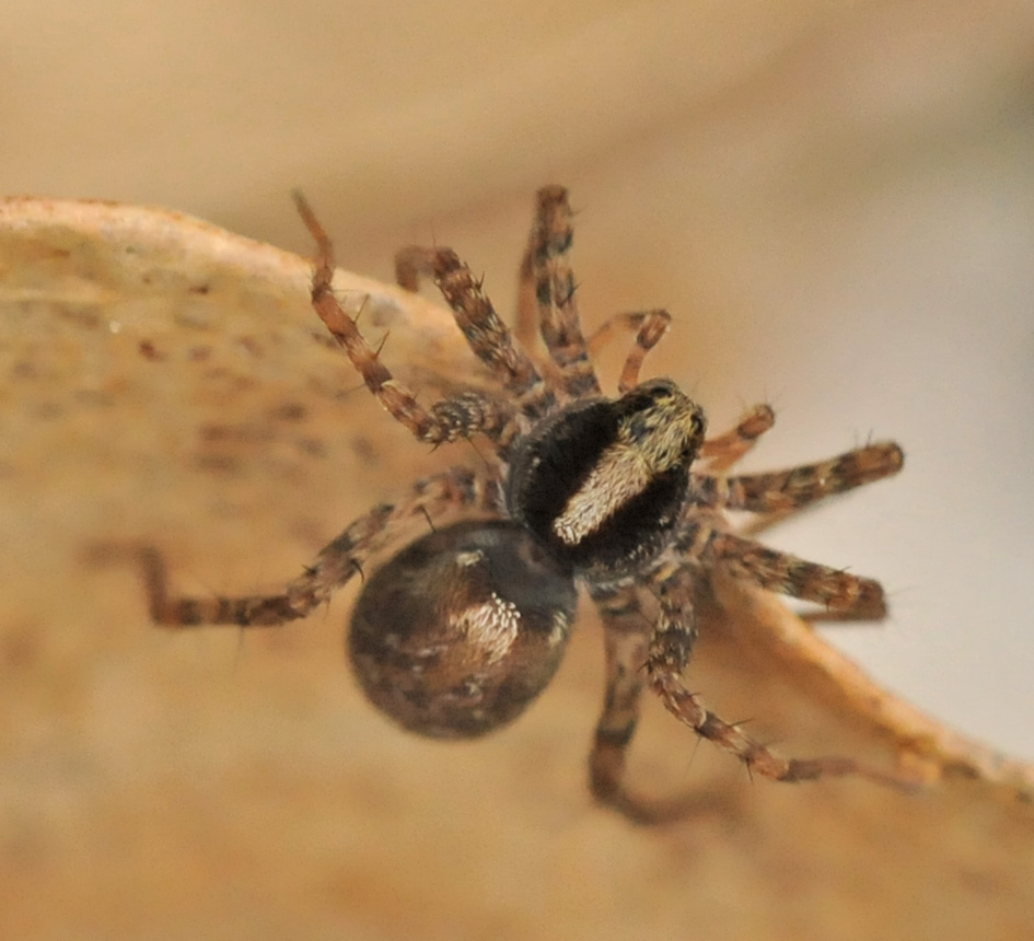 Pardosa sp.