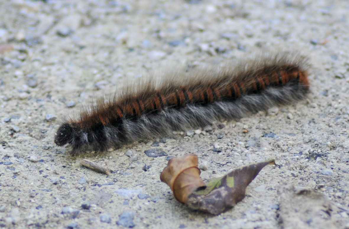 Identificazione bruco