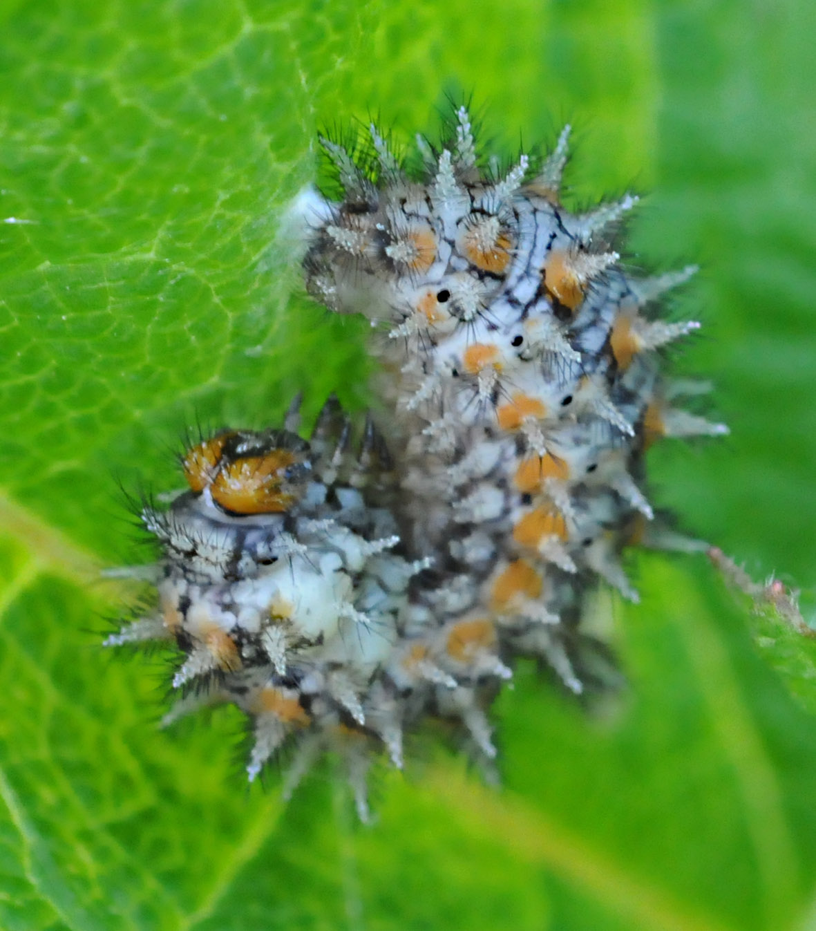 Crisalidi di Melitaea didyma?