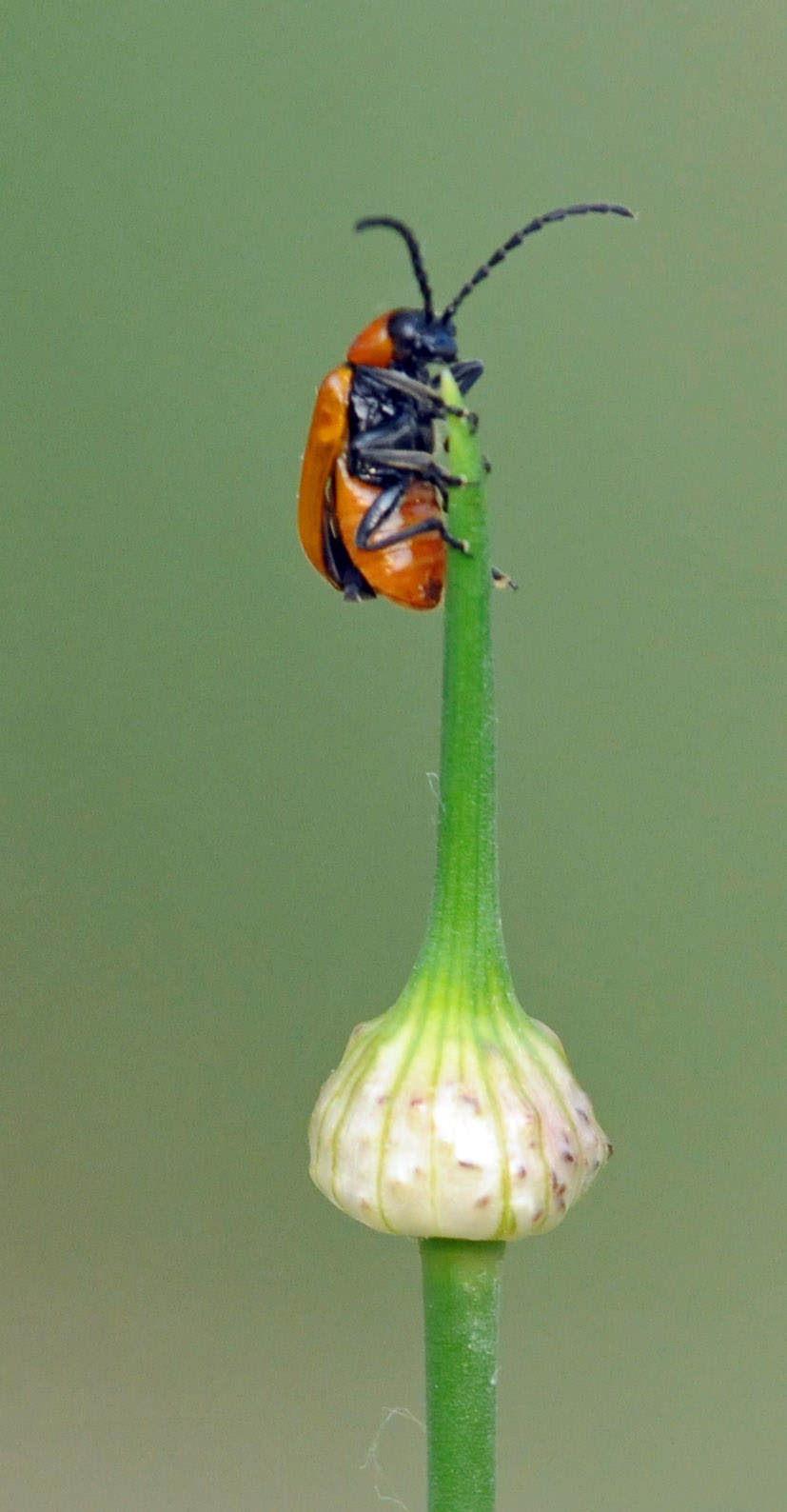 da identificare